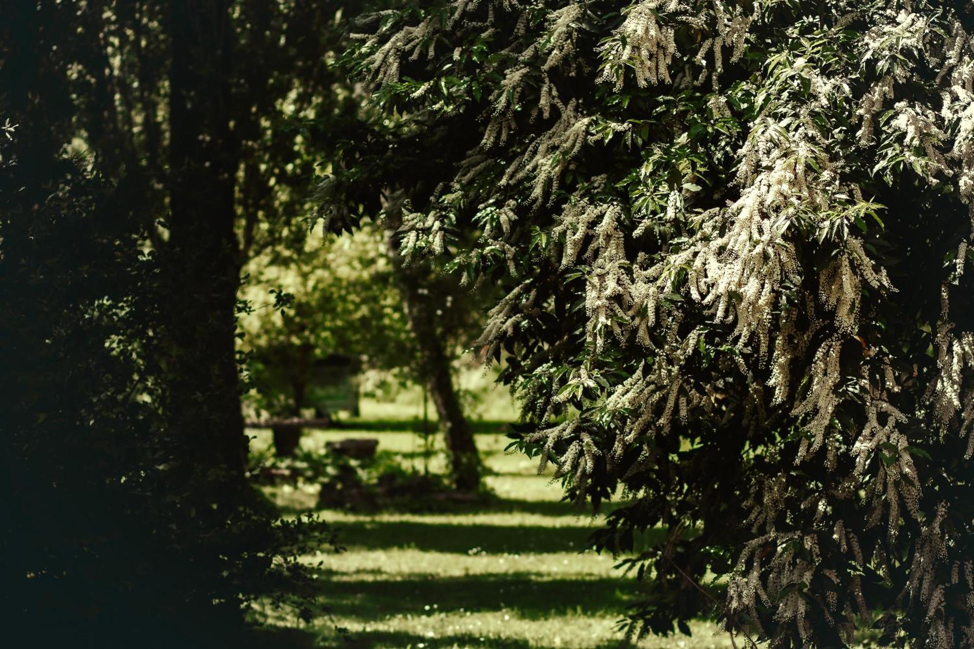 Le Chateau De Sorgues Cornus Buitenkant foto